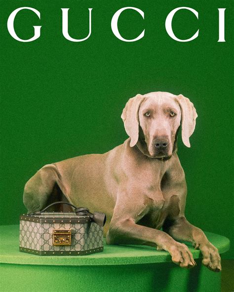 neppe gucci pet kopen|gucci pet collection.